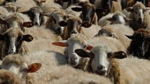 Умъртвиха шилета и телета в Ихтиман
