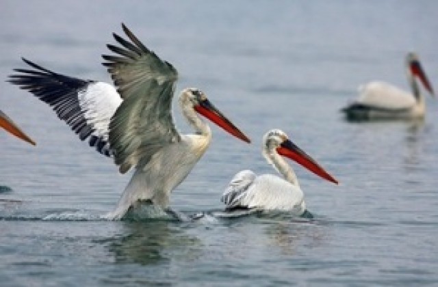 Морски орел, къдроглав пеликан и неми лебеди откриха в река Дунав при Видин
