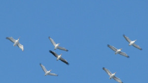 Морски орли и къдроглави пеликани зимуват край Дунав