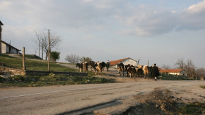 Във Варненско шап няма но умъртвиха 9 животни без документи