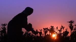 Знаят ли в София как се гледа тютюн