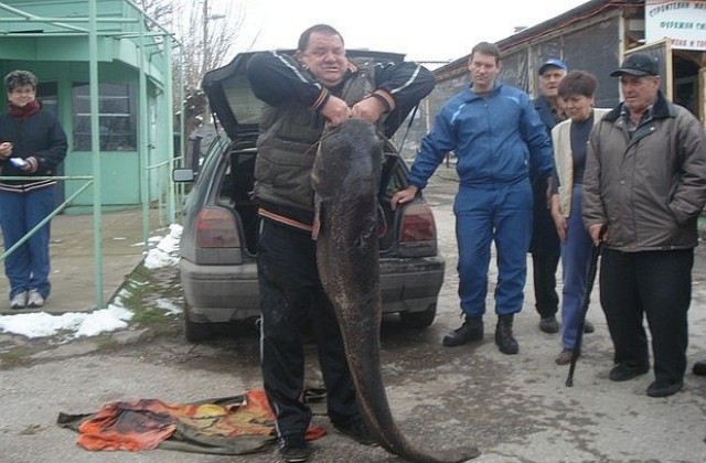 Селски кмет улови 54 кг сом, ще гощава МС