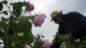 Една българска роза в Афганистан