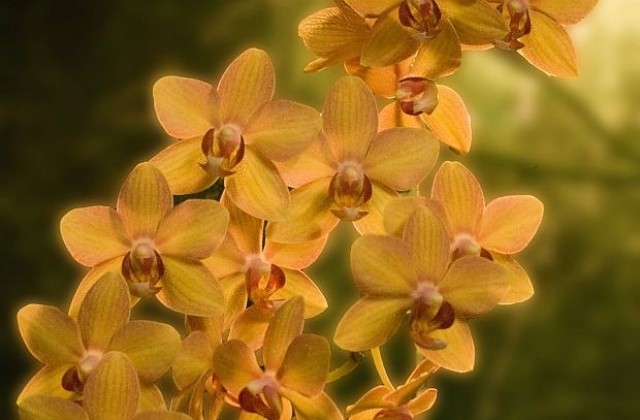 Най-голямата в света орхидея цъфна в Бразилия
