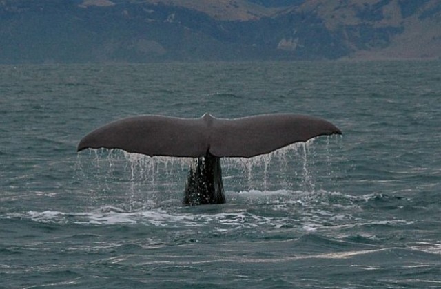 Китове търсят убежище в Ню Йорк