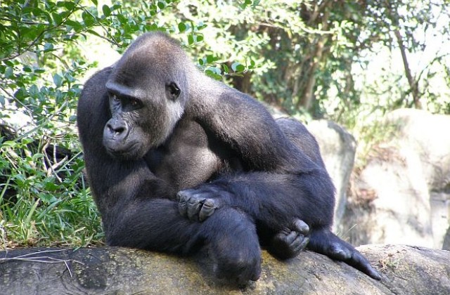 Планинска горила роди близначета в Руанда