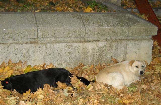 Само две общини в Добричко имат кучешки приюти