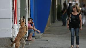 ВМРО иска поскъпване на глобите за нерегистрирани домашни любимци