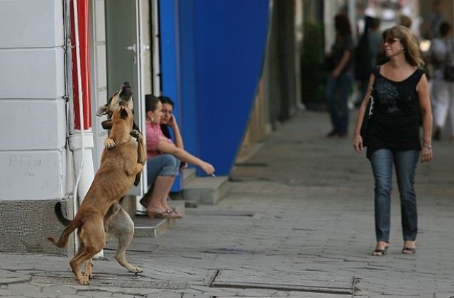 ВМРО иска поскъпване на глобите за нерегистрирани домашни любимци