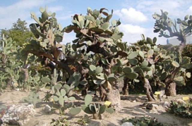 Зимоустойчиви кактуси оцеляват на открито в Балчик