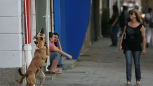 Живот сред помияри