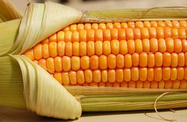 Задигнаха 400 кг царевица