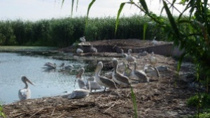 15 двойки къдроглави пеликани в Сребърна