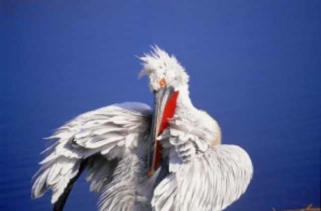 Любовният период за къдроглавите пеликани започна