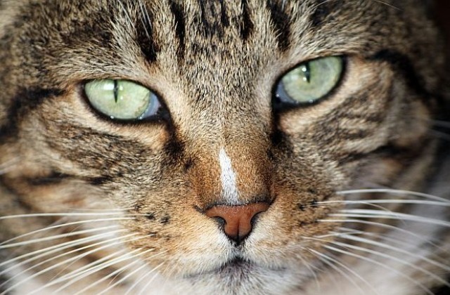 Хора-отражения