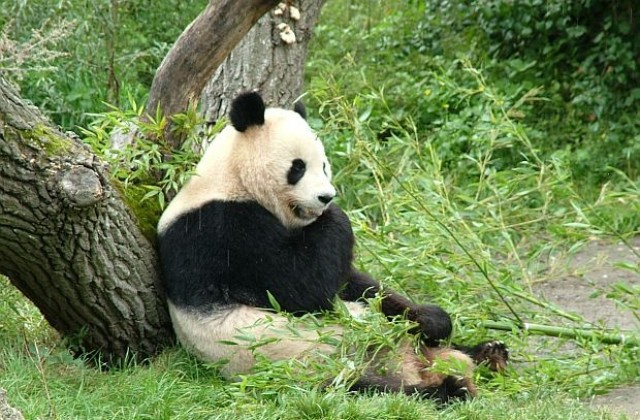 Япония полудя по китайски панди