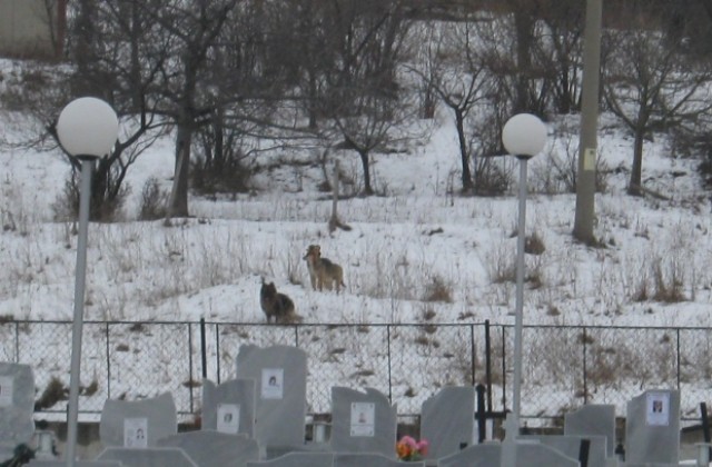 Глутници кучета продължават да обитават гробищния парк в Дупница