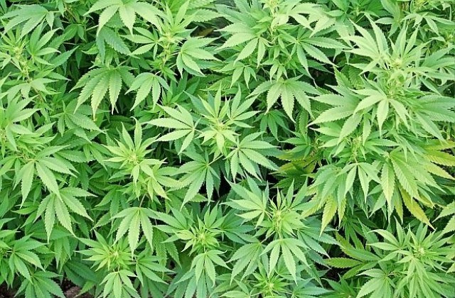 Престъпник крие марихуана в буркани