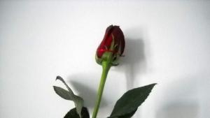 8 март Денят на колежката