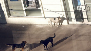 Над 50 кучета от кв Христо Ботев са кастрирани за