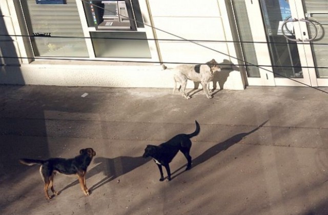 Над 50 кучета от кв. Христо Ботев са кастрирани за два дни