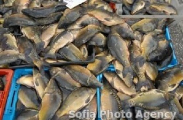 Бургаски фирми от риболовния бранш са против ИАРА  да е във Варна