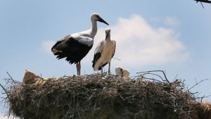 Спасяват щъркели с платформи за гнезда