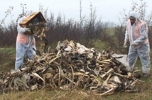 Разчистват тонове животински кости край Хасково