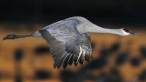 1000 жерава за Япония послание за надежда от Варна и