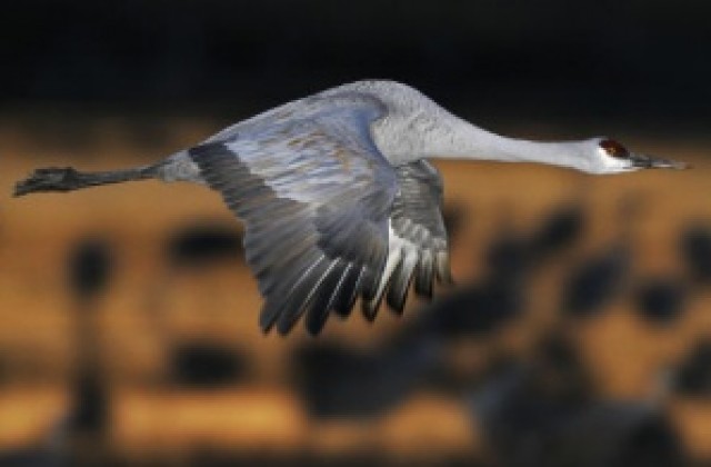 1000 жерава за Япония – послание за надежда от Варна и Галерия Графит