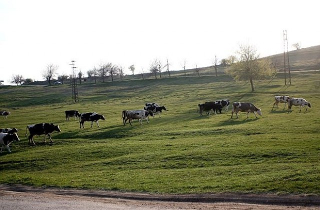 Ново огнище на шап в Бургаско