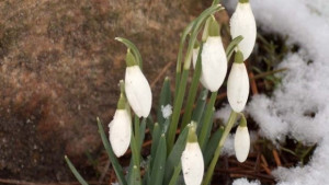 Настъпи астрономическата пролет