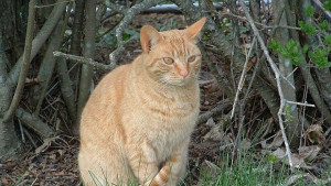 Повече от 100 котки на изложба във Варна