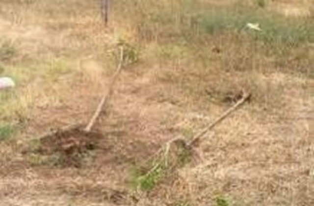 Депутати ще садят фиданки в Злато поле