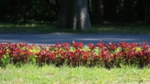 Глобяват фирма за лошо озеленяване