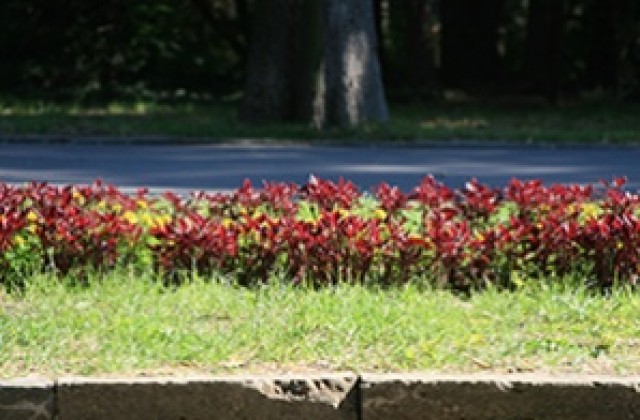 Глобяват фирма за лошо озеленяване