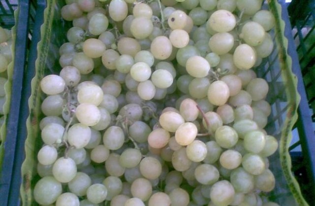 Лозе без колове