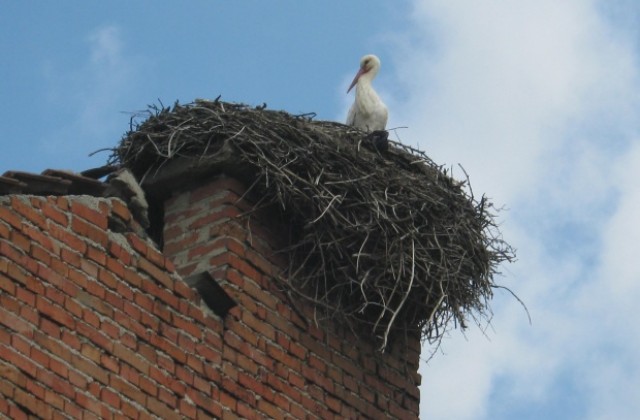 Първите щъркели долетяха в Дупница
