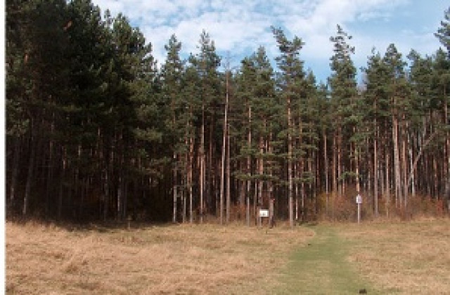 Близо 12 млн. лв. за залесяване през 2010г.