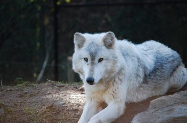 Екоинспектори: Президентската вълчица Зорница се отглежда законно