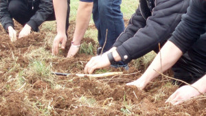 Врачани озеленяват града