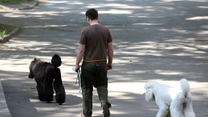 Пускат домашните любимци в градския транспорт