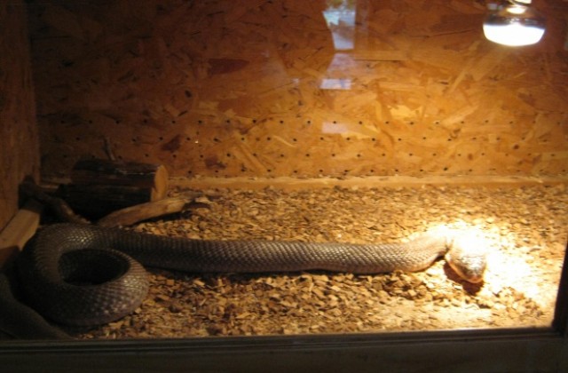 Опасни змии на изложба в Дупница
