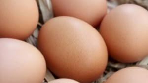 Варна с найвисоки цени на яйцата на едро