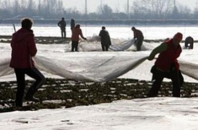 Гръцката полиция освободи румънски работници, държани като роби