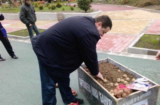 Младежкото БСП в Шумен послуша препоръката на премиера и засади картофи