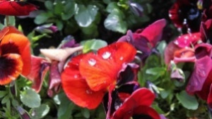 Пролетен цветен базар откриват в Приселци