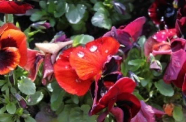 Пролетен цветен базар откриват в Приселци