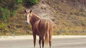 Кон удари тролей