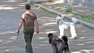 Да се возят ли домашните любимци в градския транспорт